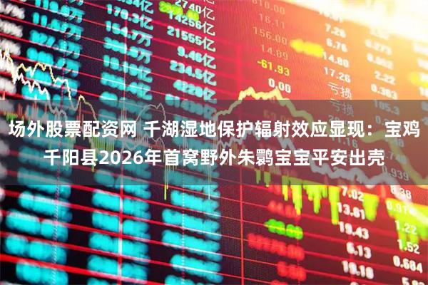 场外股票配资网 千湖湿地保护辐射效应显现：宝鸡千阳县2026年首窝野外朱鹮宝宝平安出壳
